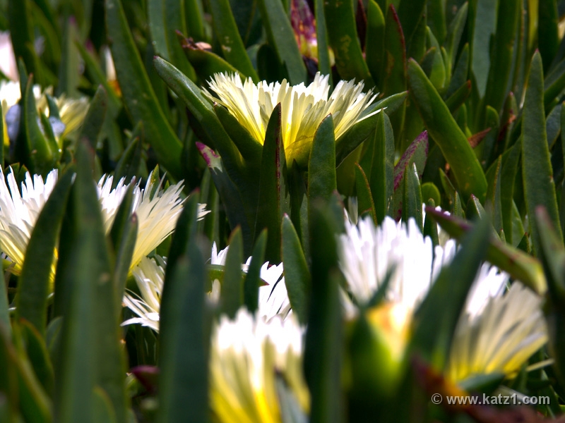 Inner Light